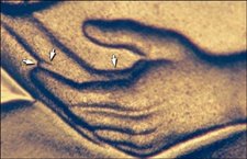 Proof 2009 Doubled Die Lincoln Cent #01
